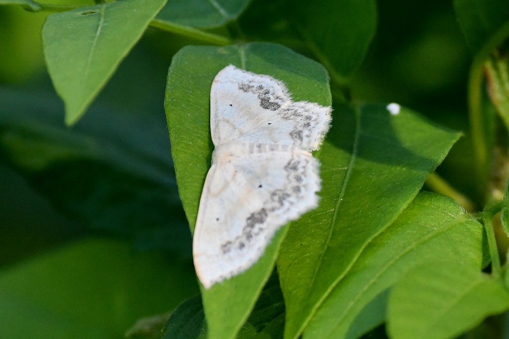 034 2018-07075753 Broad Meadow Brook, MA.JPG - Large Lace-border Moth (Scopula limboundata). Broad Meadow Brook Wildlife Sanctuary, MA, 7-7-2018